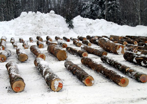 birdseye maple logs